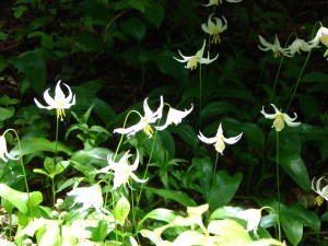Avalanche lilies