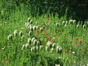 Paintbrush & Western Pasque Flowers (Hippies on a Stick)