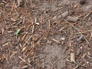 A pair of Pacific Tree Frogs