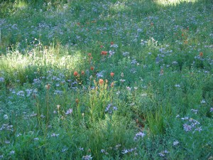 Paint & aster meadow