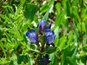 Gentians