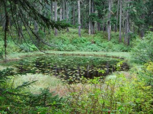 Pond near Upper Rock Lake