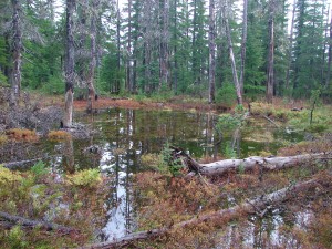 One of the many swollen ponds along the Potato Butte Trail