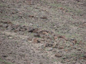 Hidden heron on the rocks
