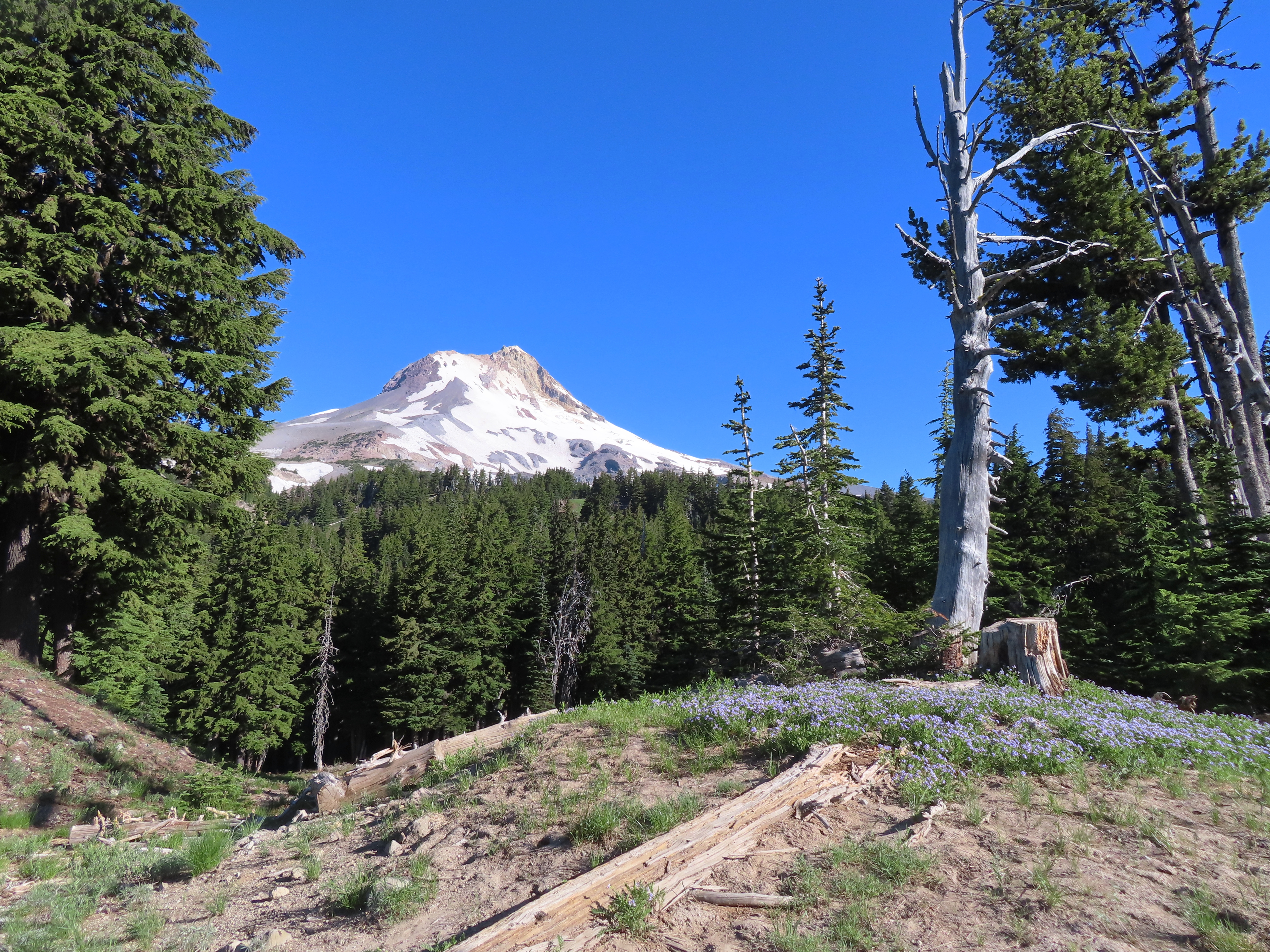 はろうきてぃ　MOUNTAIN MEADOWS Mt. Hood Wildflower Weekend | Mt. Hood Meadows Ski and Summer